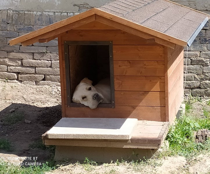 Teraszos, fa kutyaház, benne egy nagy kutyával, kényelmes, időjárásálló kutyaház